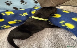 Neapolitan Mastiff dogs for sale: Neapolitan mastiff puppies  - Image 37