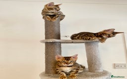 Bengal cats for sale: TICA register.ONLY 2 BOYS 🙀😺LEFT !!! in Northampton - Image 7