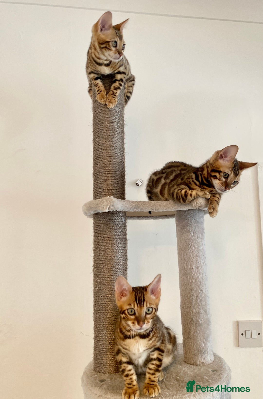 Bengal cats for sale: TICA register.ONLY 2 BOYS 🙀😺LEFT !!! in Northampton - Image 7