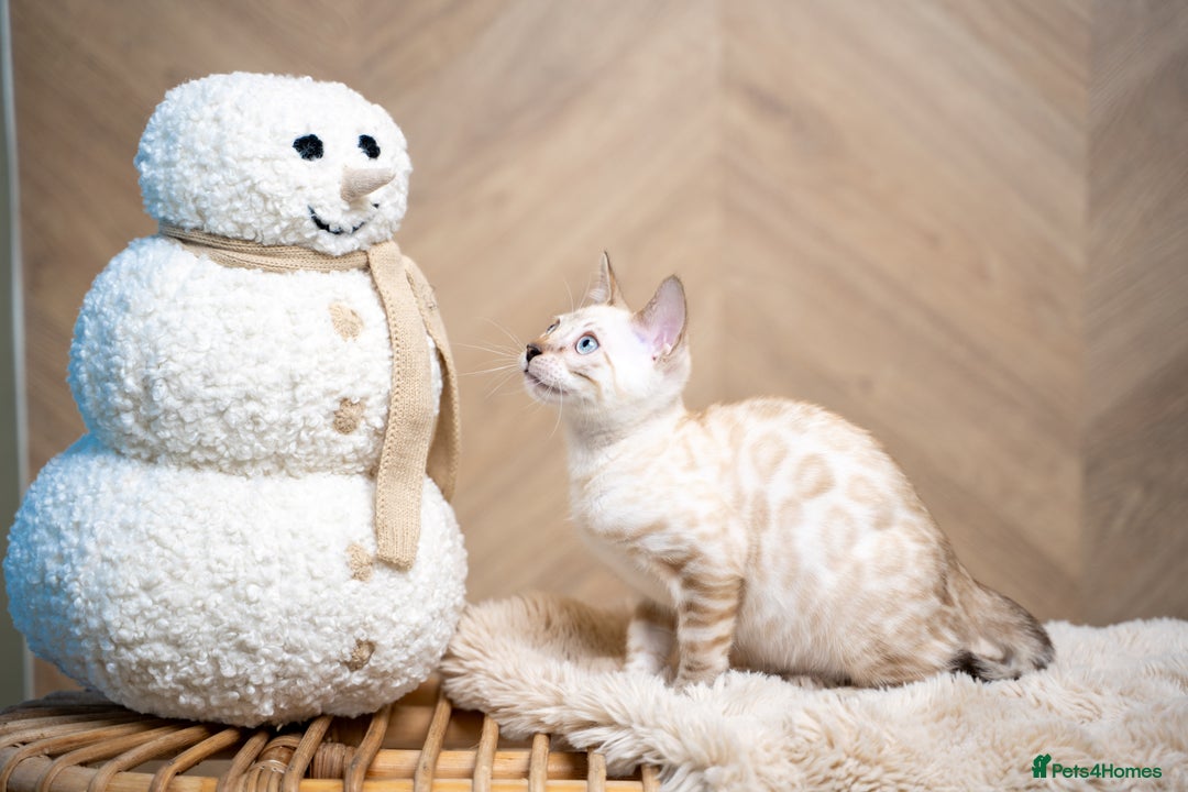 Bengal cats for sale: SNOW LYNX PURE BENGAL BOY-Frankie-Top Personality - Advert 11