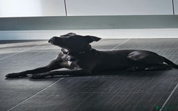 Staffordshire Bull Terrier dogs for sale: Royal blue full pedigree staff - Image 4
