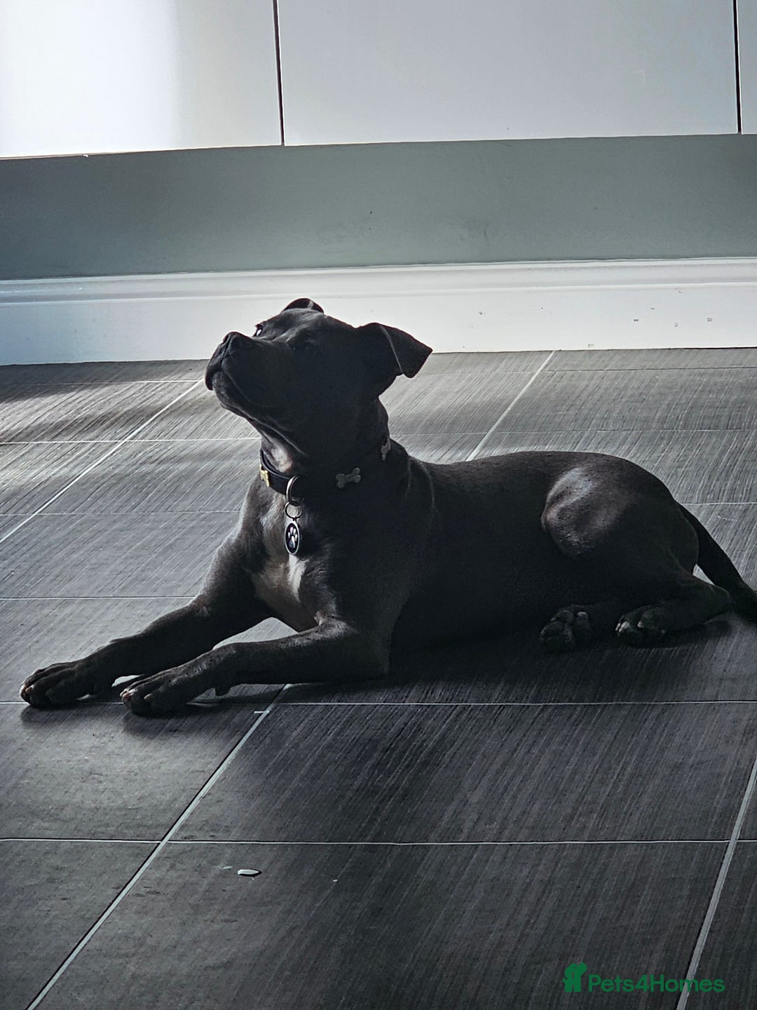 Staffordshire Bull Terrier dogs for sale: Royal blue full pedigree staff - Image 4