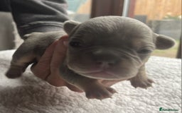 French Bulldog dogs for sale: 7 Stunning Babies ❤️💙 - Image 10