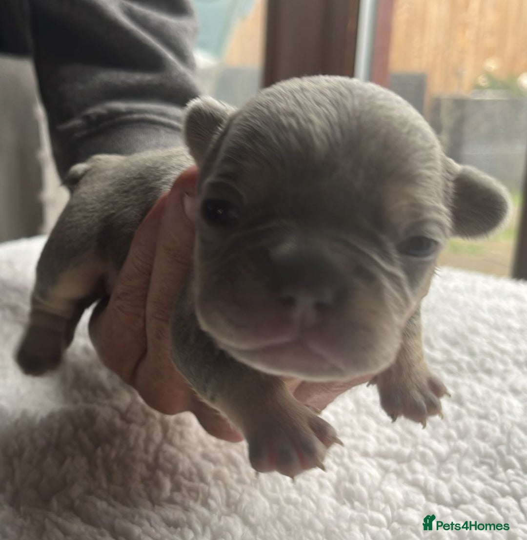 French Bulldog dogs for sale: 7 Stunning Babies ❤️💙 - Image 10