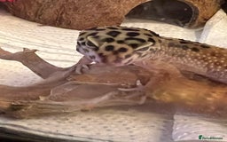 Leopard Gecko reptiles for sale: Beautiful leopard gecko juvenile  - Image 2