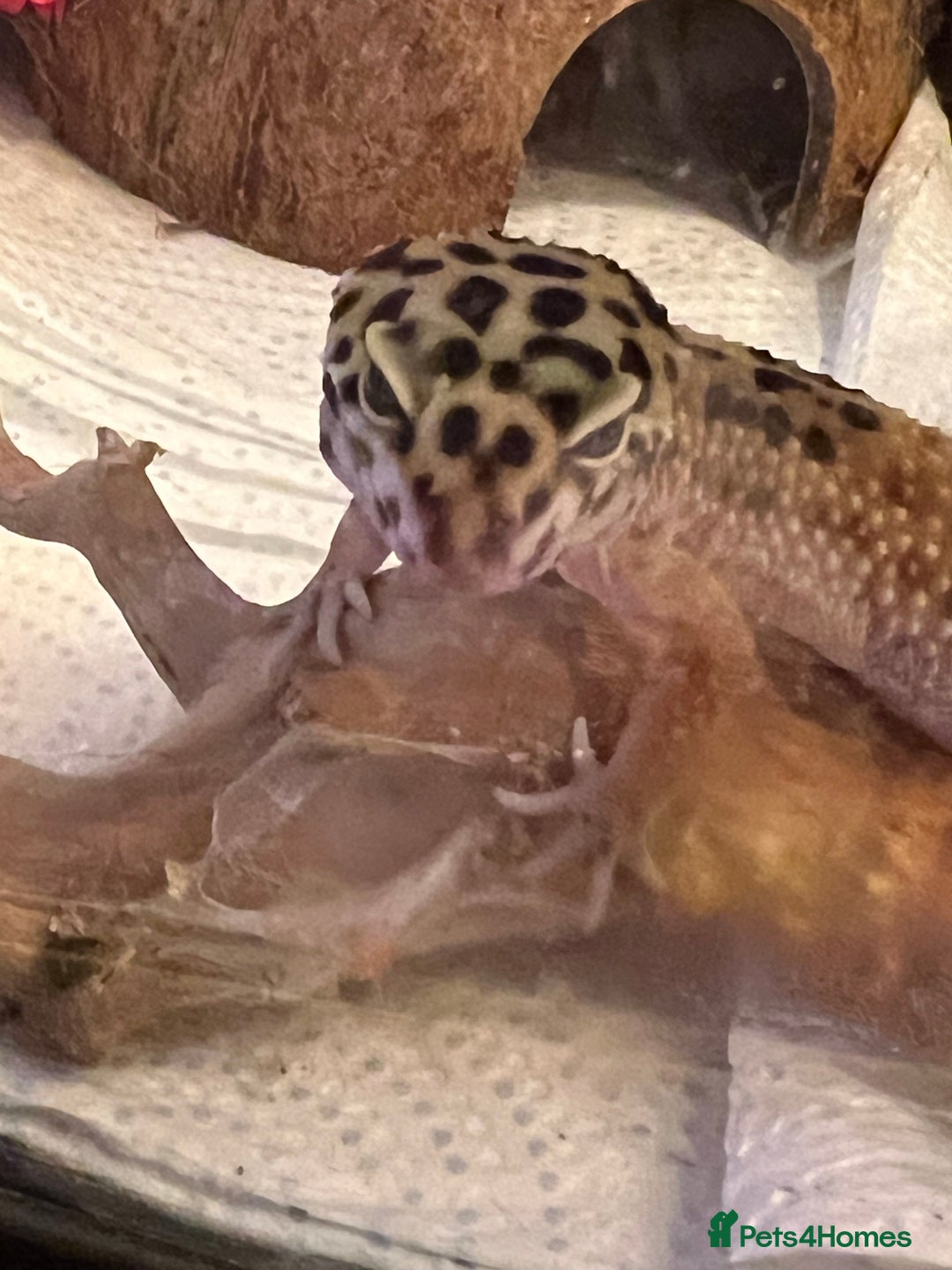 Leopard Gecko reptiles for sale: Beautiful leopard gecko juvenile  - Image 2