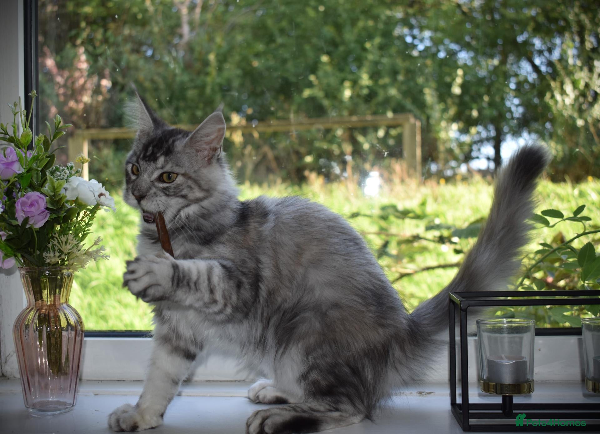 Maine Coon cats 😊LAST TICA registered girl 😊  - Advert 1