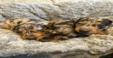 Miniature Dachshund dogs - Advert 6