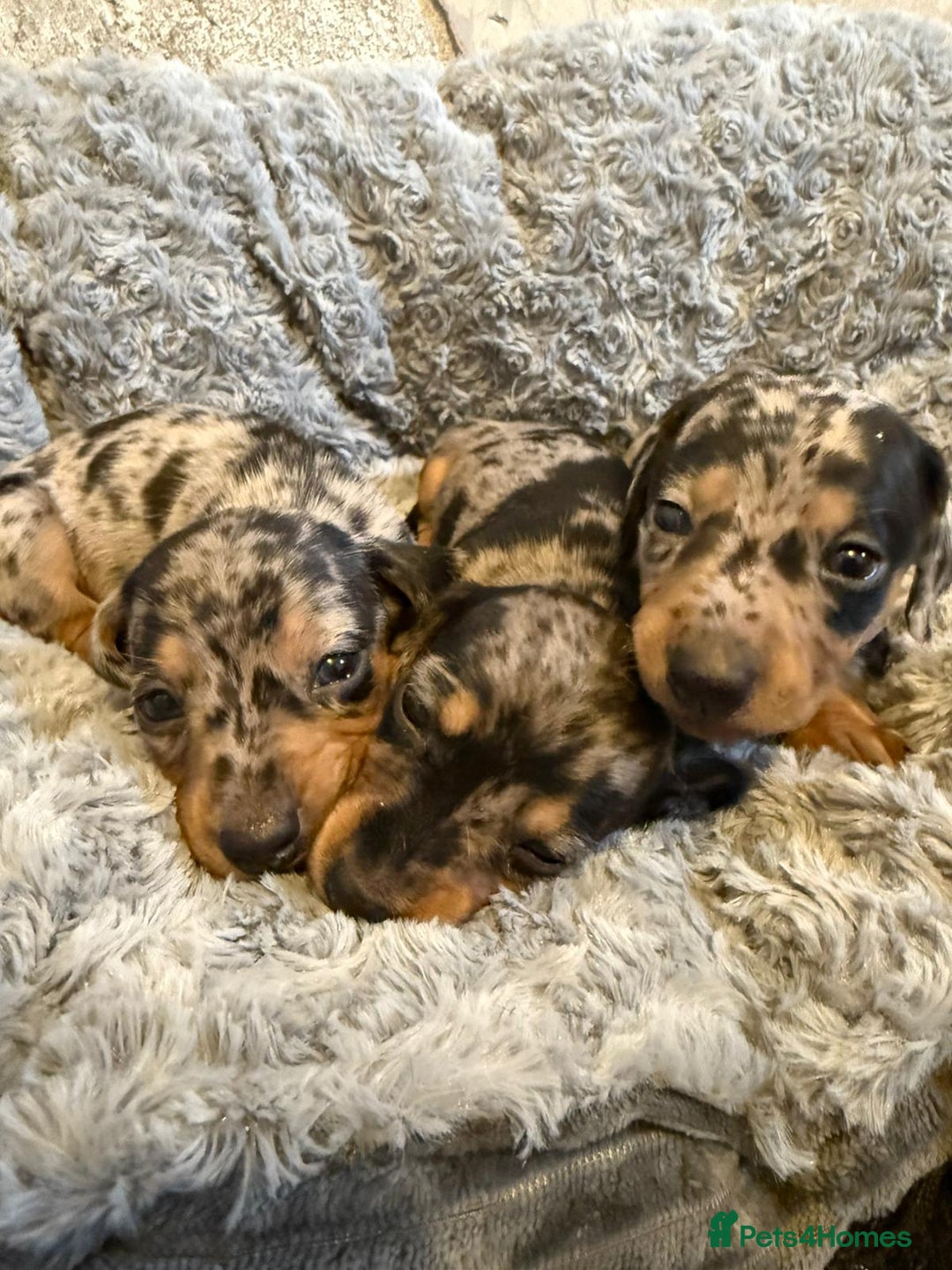 Miniature Dachshund dogs for sale: 🐶Beautiful Dachshunds puppies🐶 - Image 4