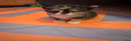 Mixed Breed cats for sale: My cat gave birth to cute 4 kittens  - Advert 16