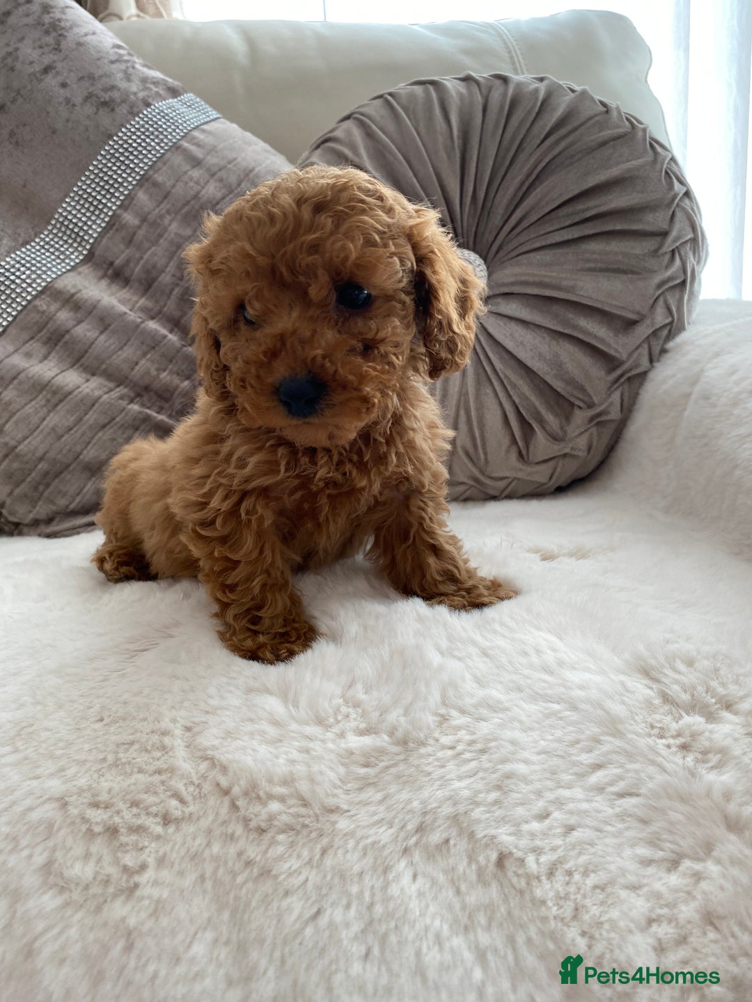 Cavapoo dogs for sale: Cavapoo pups  - Image 2