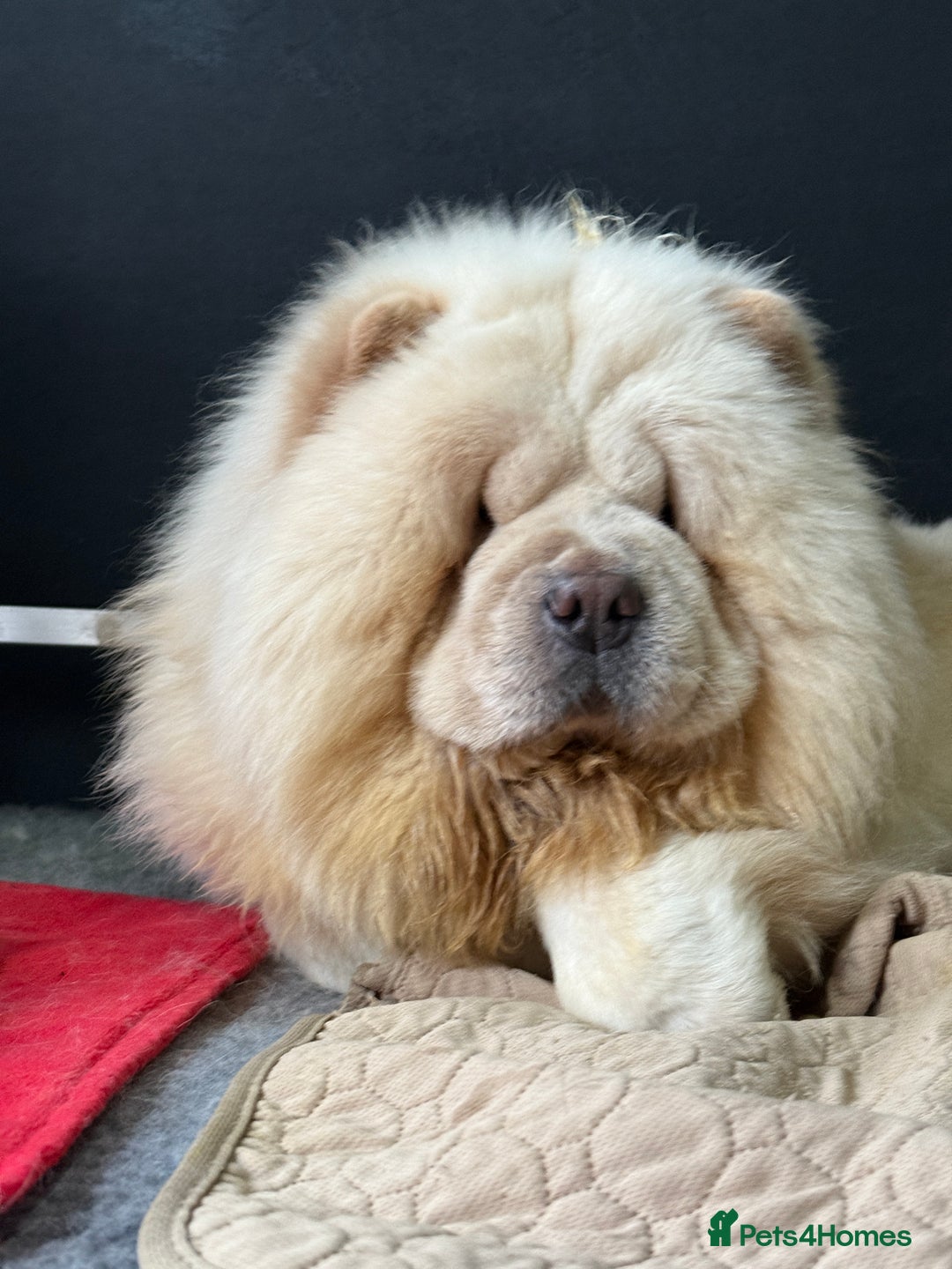Chow Chow dogs for sale: 🧸🧸Beautiful litter of chow chow puppies🧸🧸 - Image 11