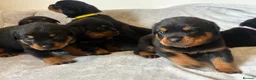 Rottweiler dogs for sale: Rottweiler Puppies 🏆 (IMP bloodline) - Advert 4