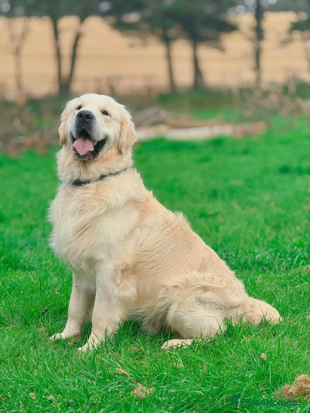 Golden Retriever dogs for stud: Kennel Club registered Golden Retriever - Advert 8