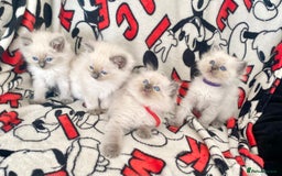 Ragdoll cats for sale: Ragdoll kittens Ready wednesday ❤️ - Image 20