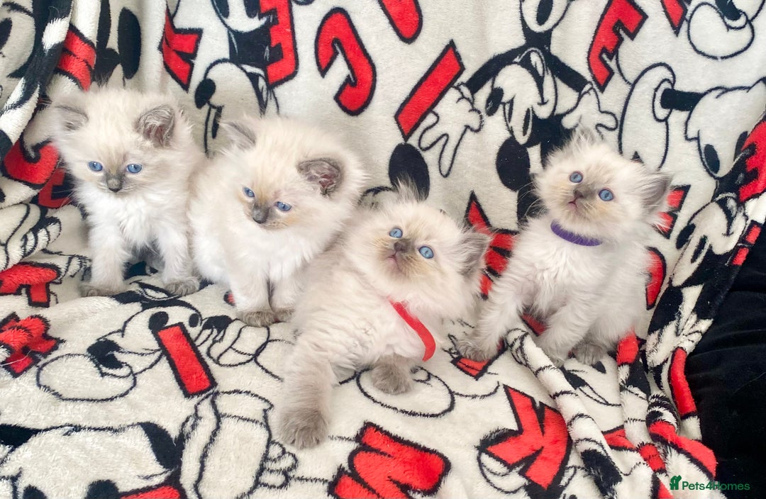 Ragdoll cats for sale: Ragdoll kittens Ready wednesday ❤️ - Image 20