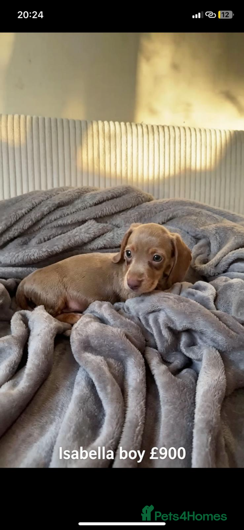 Miniature Dachshund dogs Reduced 3 boys ready for new sofas x - Advert 2