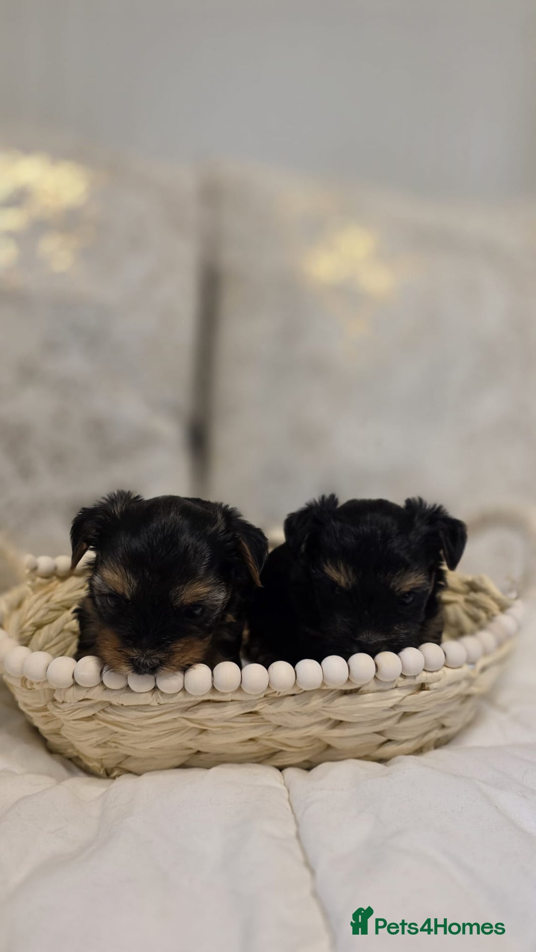 Yorkshire Terrier dogs for sale: Yorkshire terrier  - Image 1