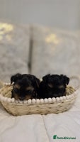 Yorkshire Terrier dogs - Advert 7