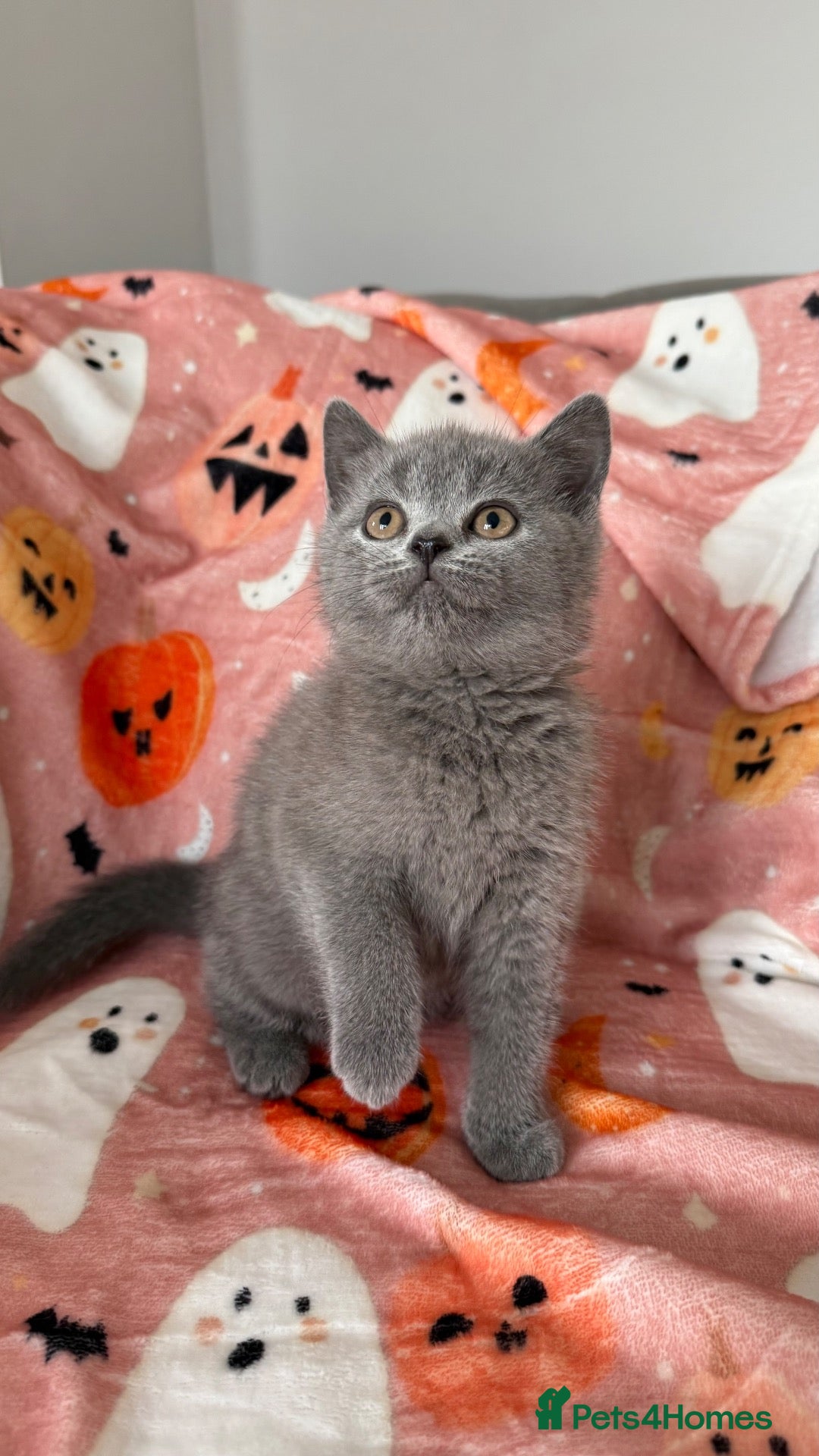 British Shorthair cats Ready Now Adorable British Shorthair Kittens  - Advert 4
