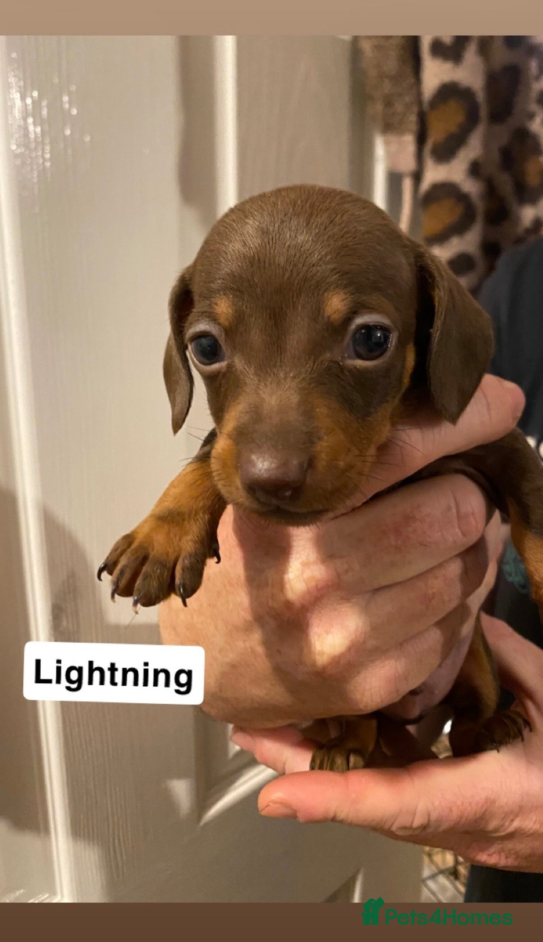 Miniature Dachshund dogs for sale: 5 Miniature Dachshunds ready 16/12/25 🤎 - Advert 4
