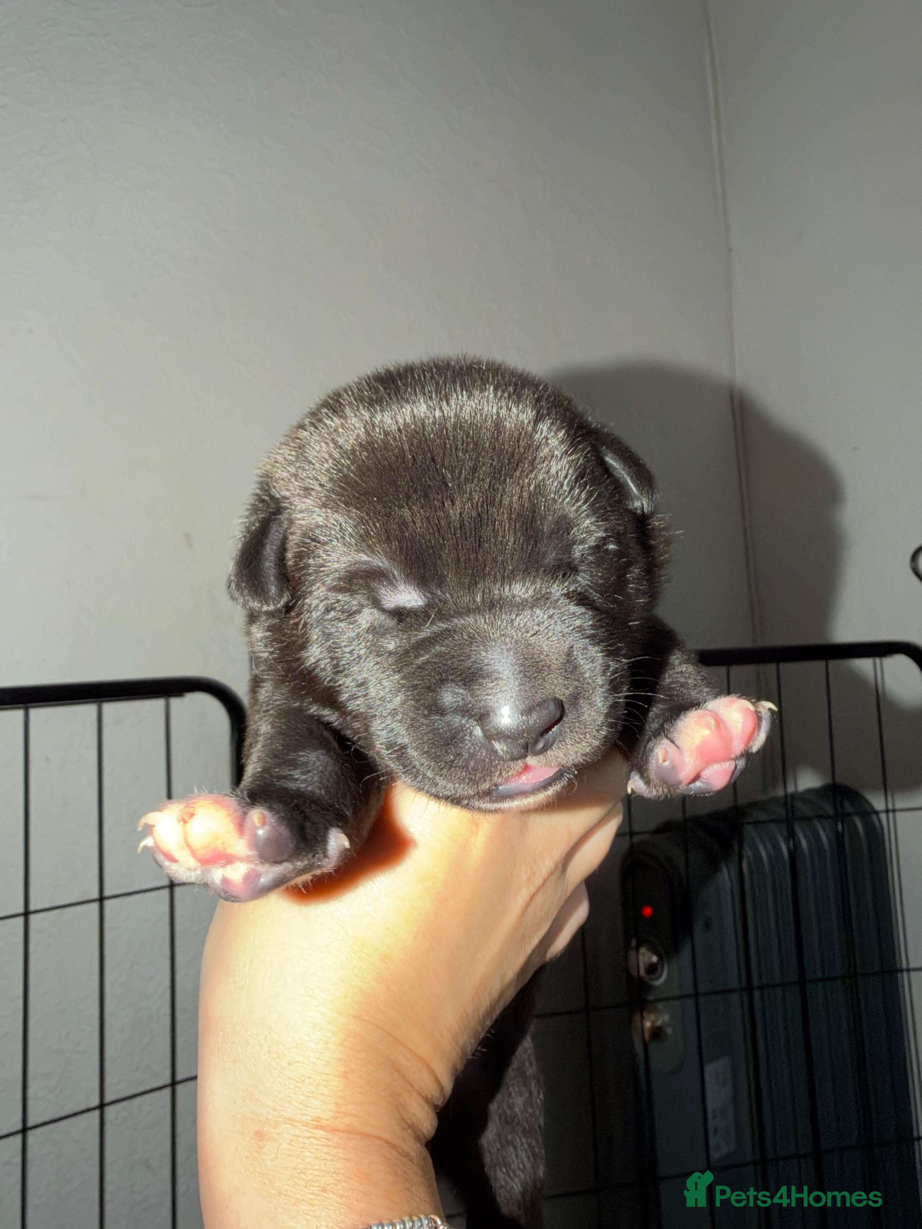 Belgian Shepherd Dog dogs for sale: Health tested dark stable but able Malinois  - Advert 2
