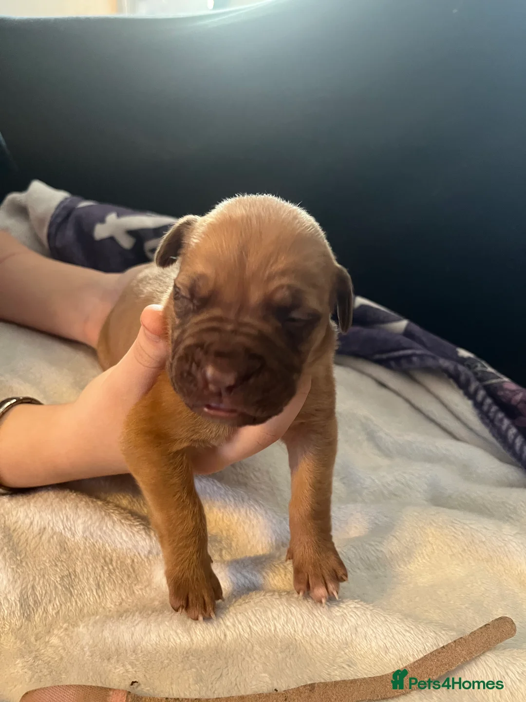 Dogue De Bordeaux dogs for sale: Dogue de Bordeaux puppies - Advert 10