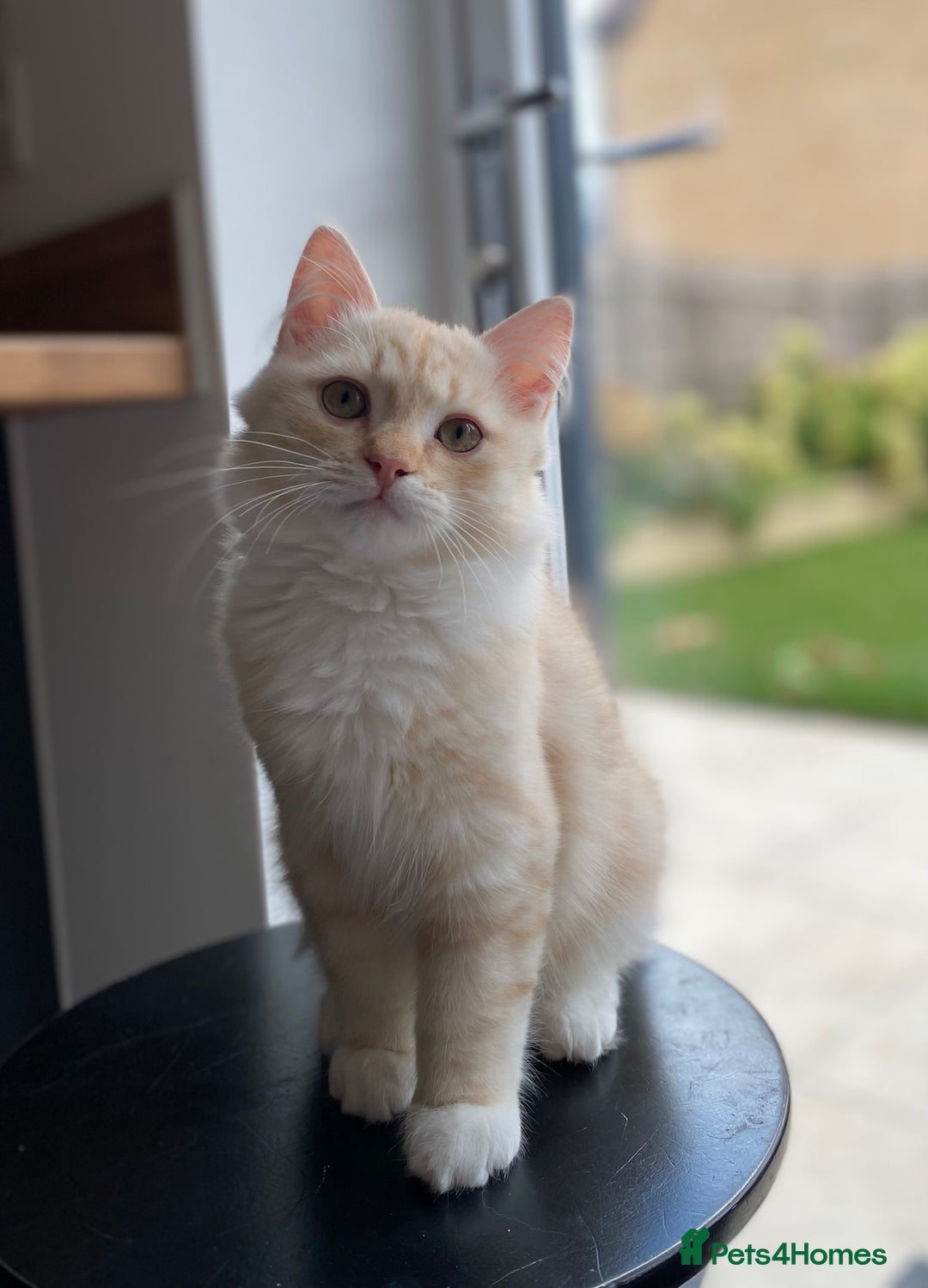 Siberian cats for sale: ✨ Siberian Kitten (ready for her new home now) ✨ - Image 1