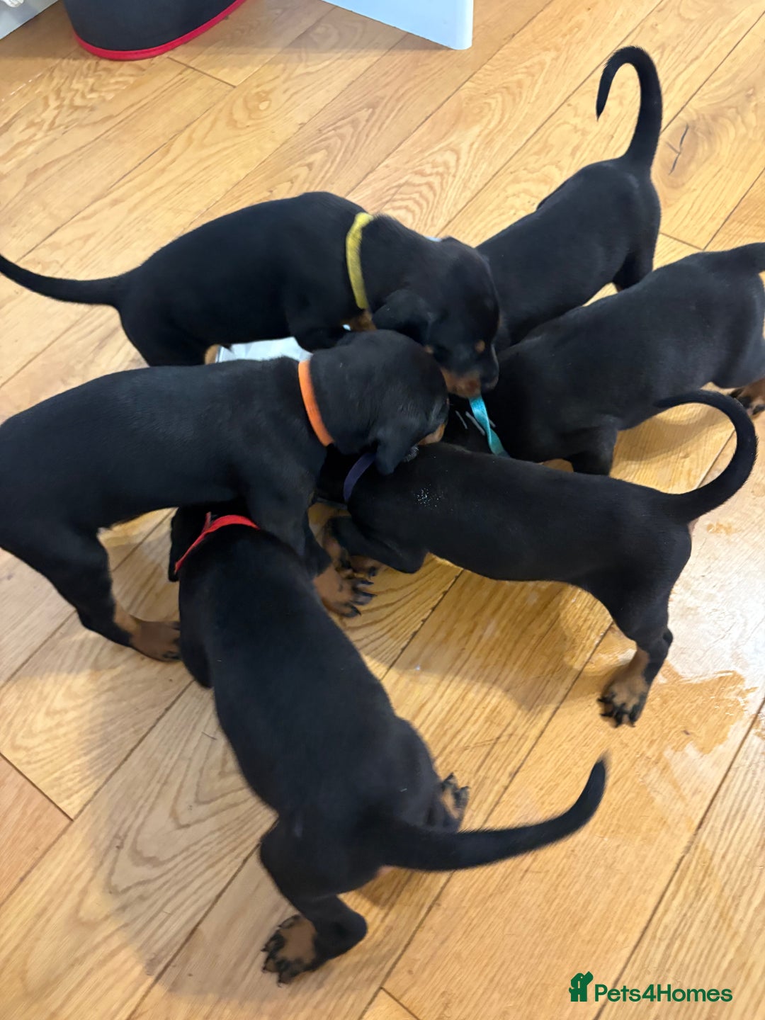 Dobermann dogs for sale: 🌟🌟KC Dobermanns - 38+ Champions in Bloodline🌟🌟 in London - Image 4