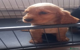 Cocker Spaniel dogs for sale: Cocker spaniel puppies  - Image 10