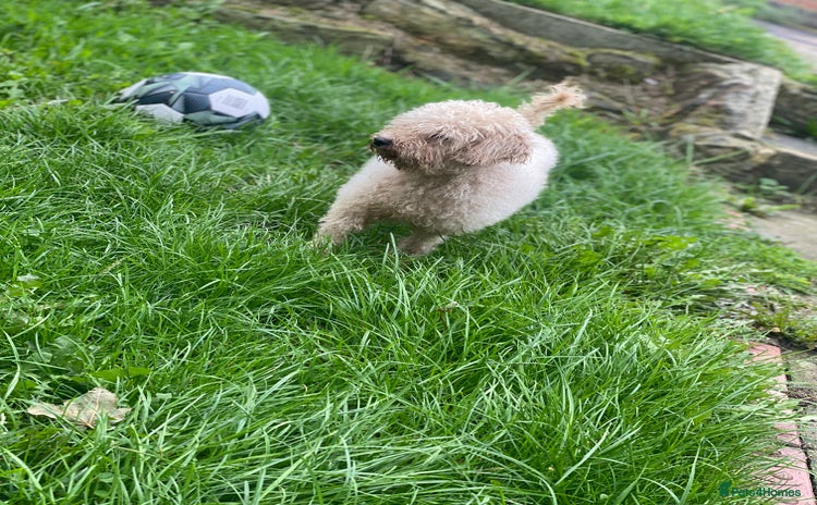 Miniature Poodle dogs - Advert 12