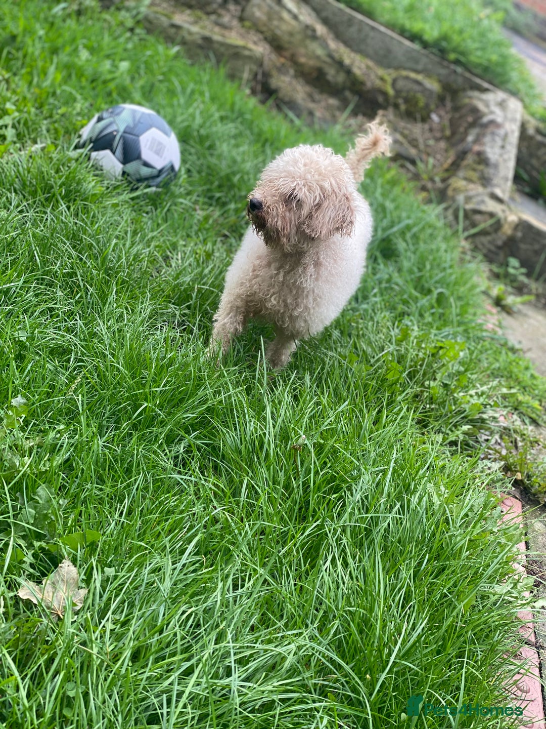 Miniature Poodle dogs for sale: 2 year old miniature poodle female  - Image 1
