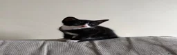 Mixed Breed cats for sale: Mixed kittens for sale in Alford - Advert 5