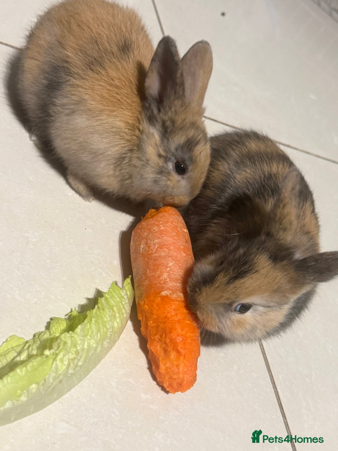 Mini Lop rabbits for sale: Mini Lop - Advert 7