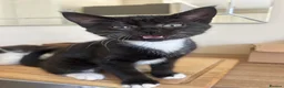Mixed Breed cats for sale: *ONLY ONE LEFT* Happy, friendly litter of Kittens - Advert 18