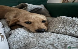 Labrador Retriever dogs for sale: Labrador retriever  - Image 2
