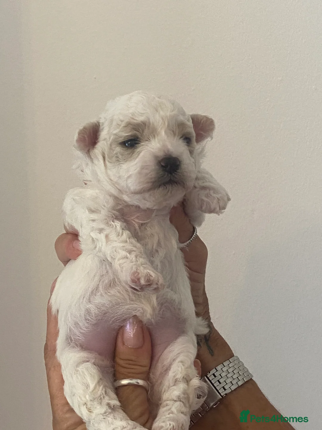 Maltipoo dogs for sale: F2 teddy bear puppies  in Wakefield - Advert 2