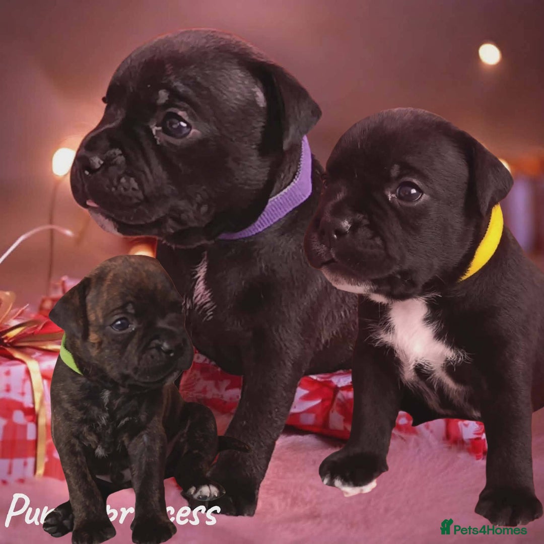 Staffordshire Bull Terrier dogs for sale: FCI - SBT litter - Advert 3