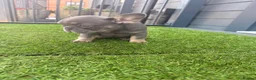 French Bulldog dogs for sale: Beautiful French Bulldog Puppies - ready soon - Advert 3