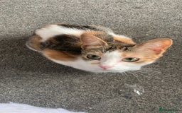 British Shorthair cats for sale: Female ginger black and white cat  - Image 1