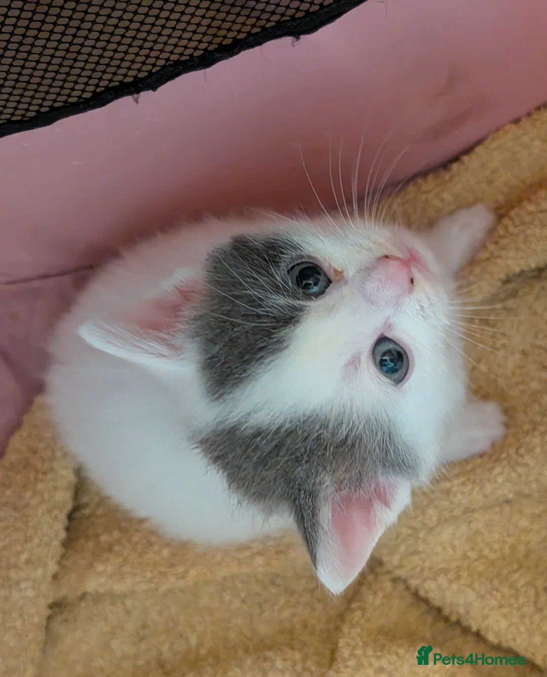 Domestic Shorthair cats for sale: Litter of kittens looking for their forever home - Advert 14