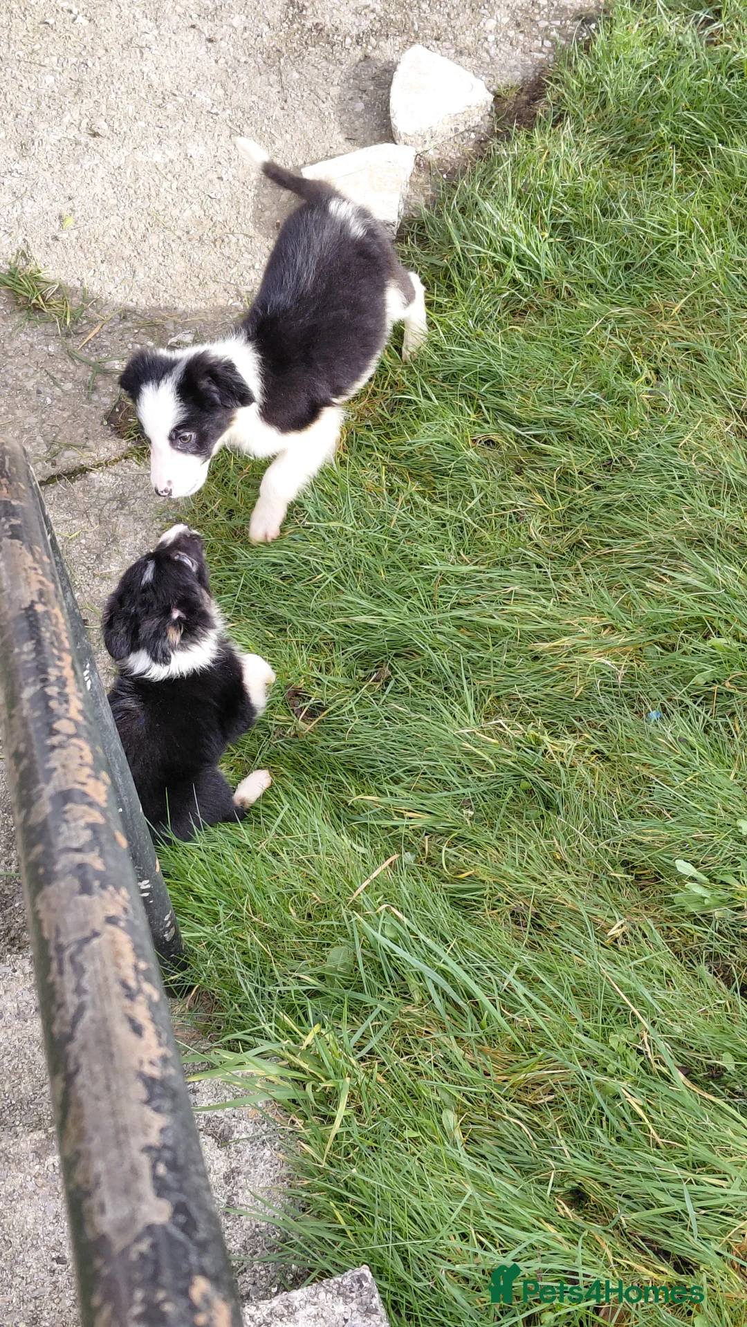 Border Collie dogs for sale: Border collie puppies tris + b/w - Advert 16