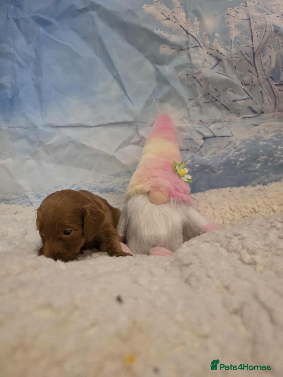 Irish Doodle dogs for sale: Stunning mahogany red Irish doodles READY NOW   - Advert 21