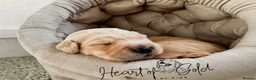 Golden Retriever dogs for sale: KC last boy  ❤️ on holiday 11-18.05 , final price  - Advert 31
