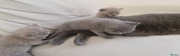 British Shorthair cats for sale: British Shorthair Kittens Blue and Lilac. - Advert 8