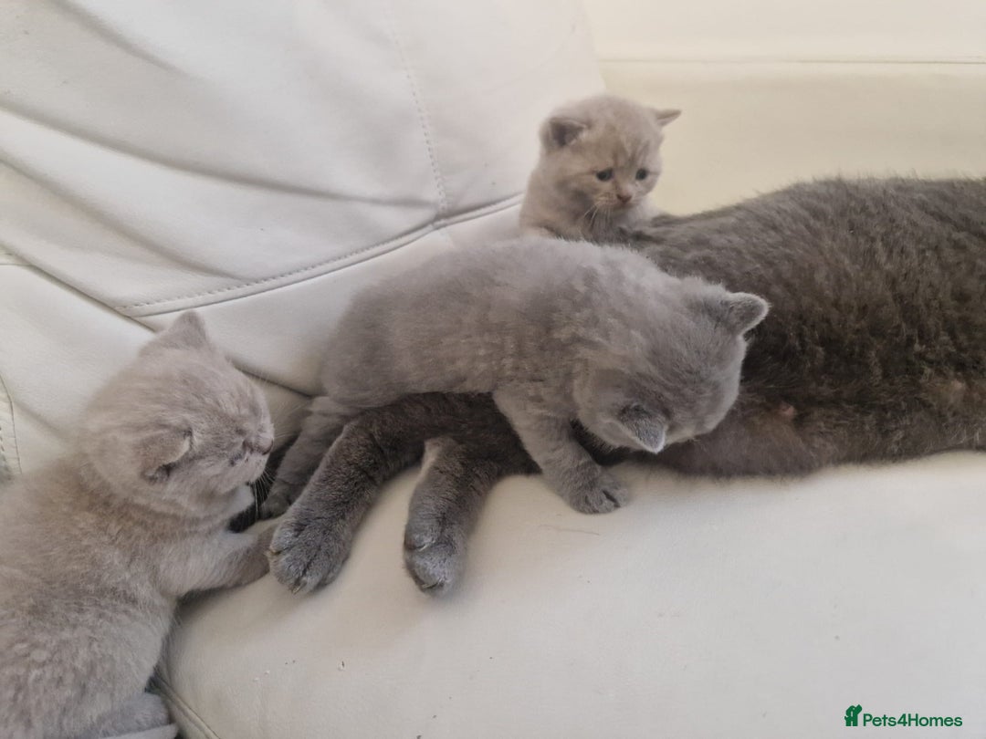 British Shorthair cats for sale: British Shorthair Kittens Blue and Lilac. - Advert 8