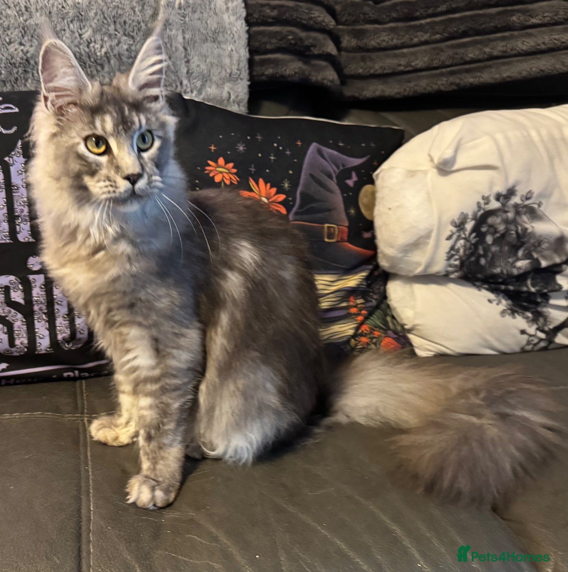 Maine Coon cats Reduced XL Quality TICA Maine Coon active possible - Advert 1