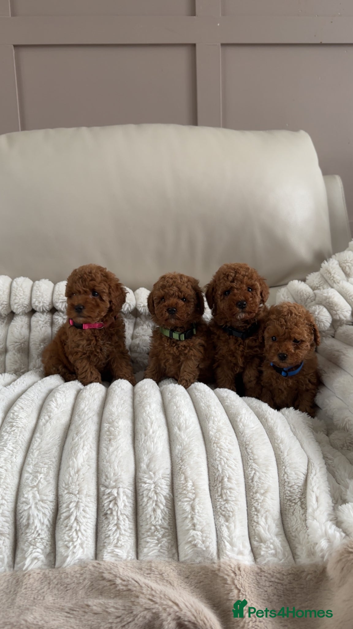 Toy Poodle dogs KC registered toy poodle puppies  - Advert 3