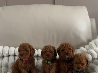 Toy Poodle dogs KC registered red toy poodle puppies - Advert 3