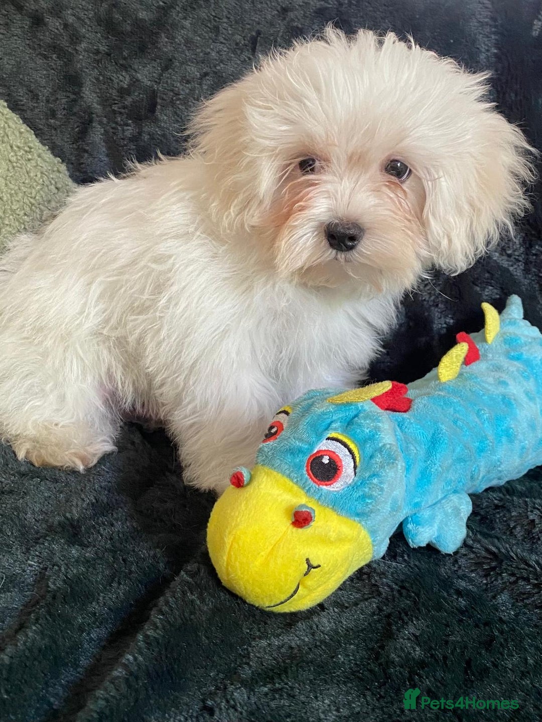 Maltipoo dogs for sale: maltipoo puppies for sale  - Image 18